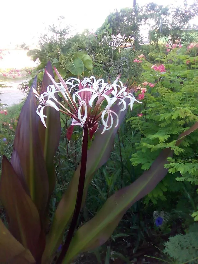 Stay Awhile Apartment Harrismith 0*,  Barbados